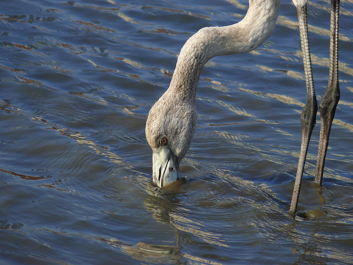 Greater Flamingo