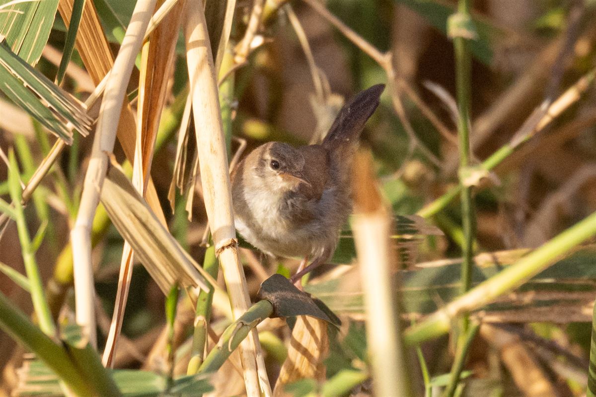 Cetti`s Warbler