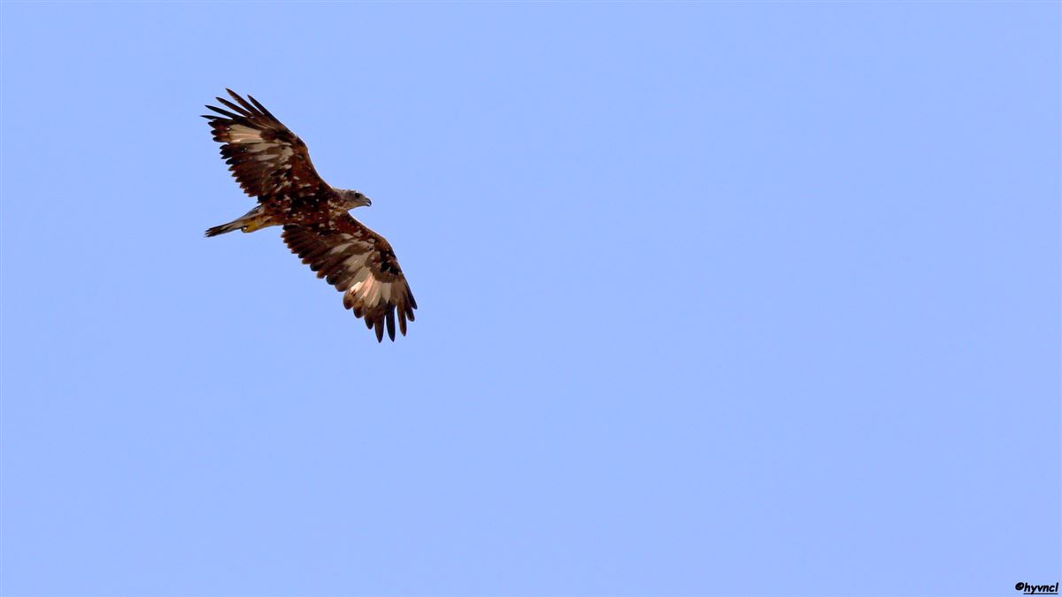 Golden Eagle