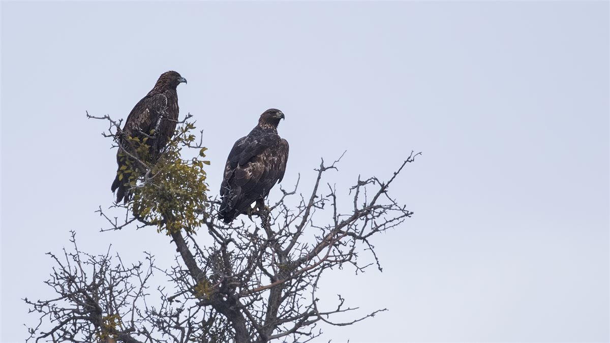 Golden Eagle