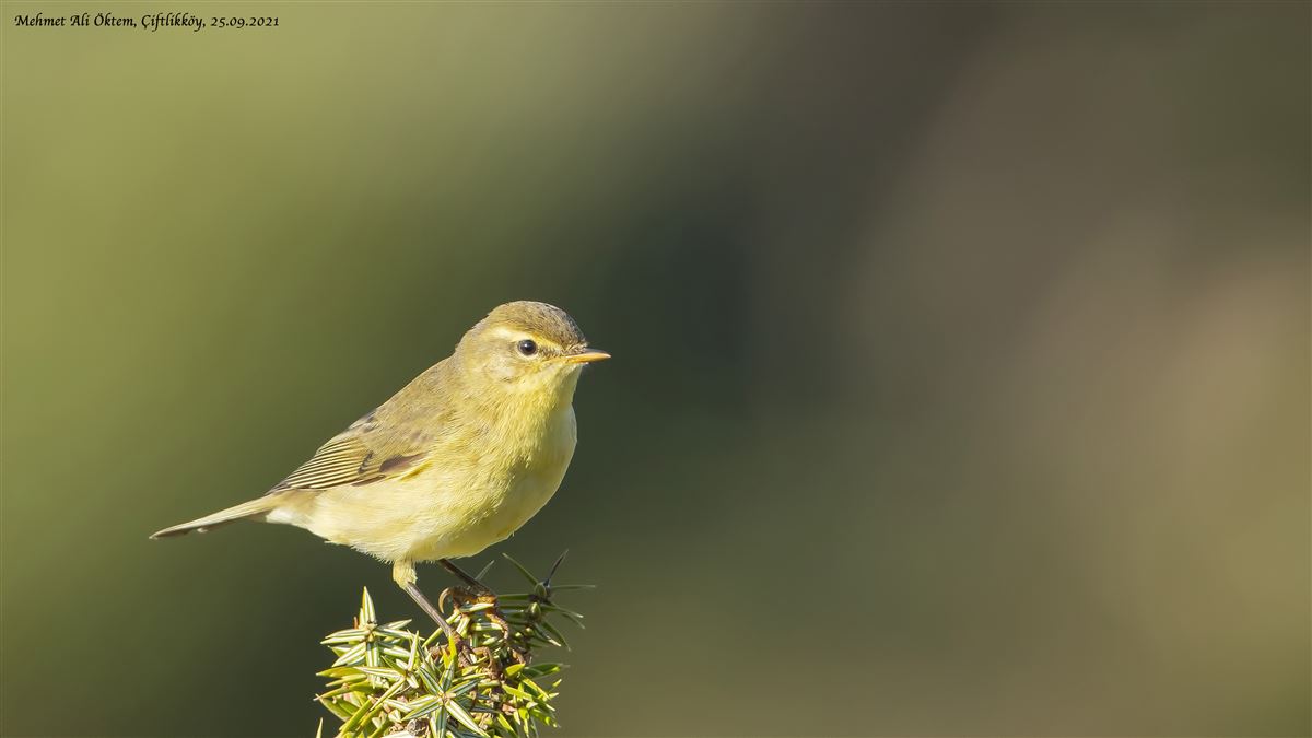 Willow Warbler