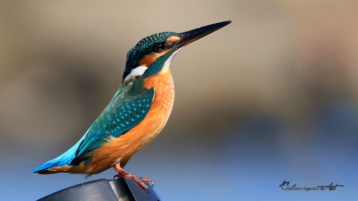 Common Kingfisher
