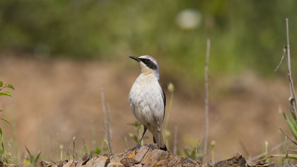 Northern Wheatear