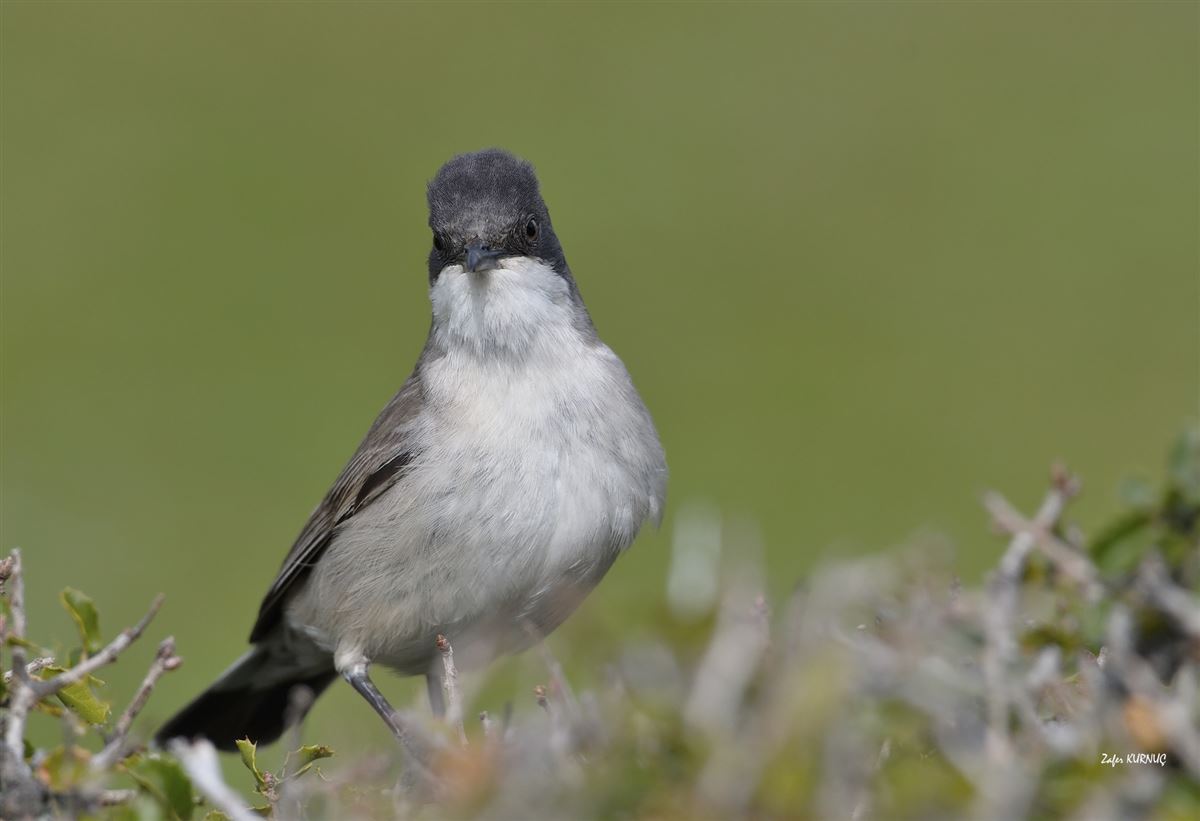 Eastern Orphean Warbler