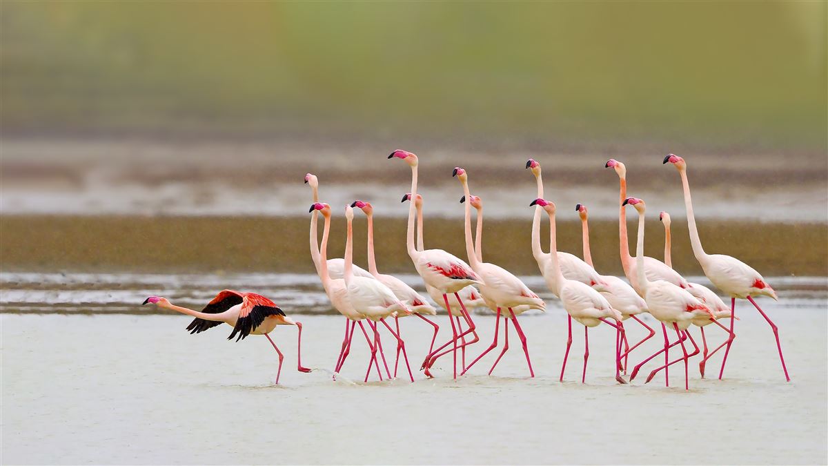 Greater Flamingo