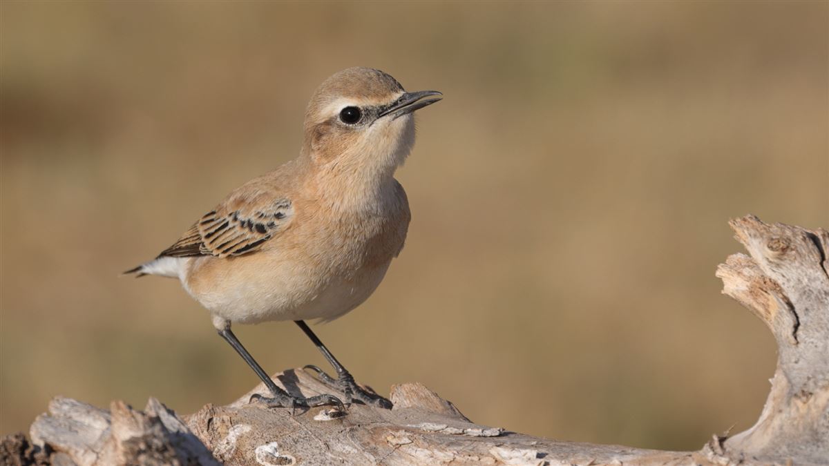 Northern Wheatear