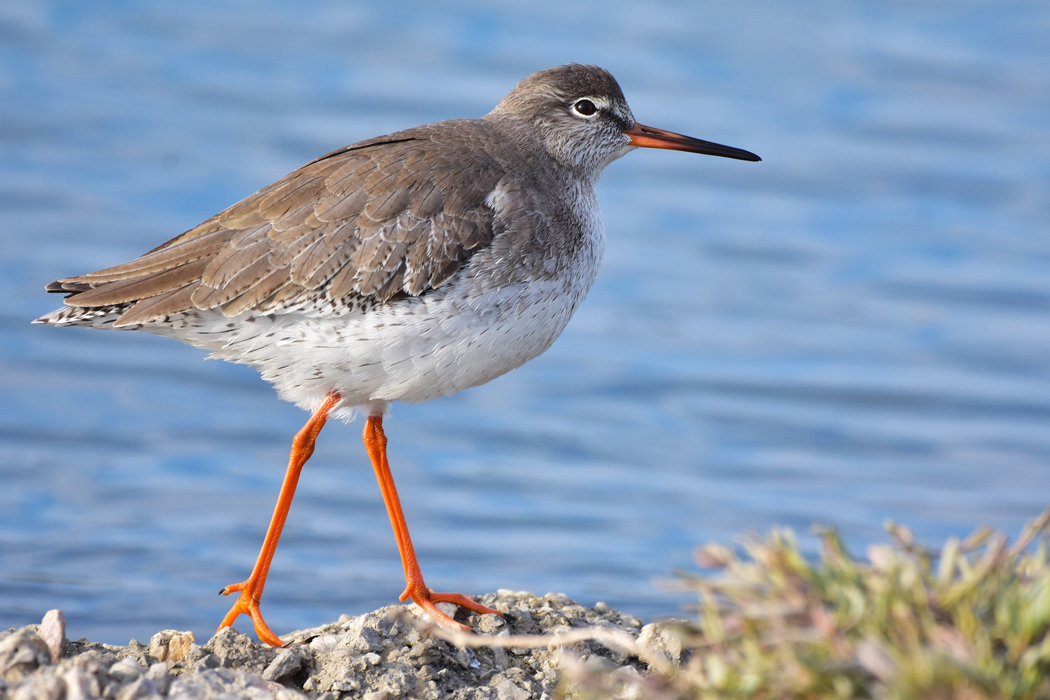 Common Redshank