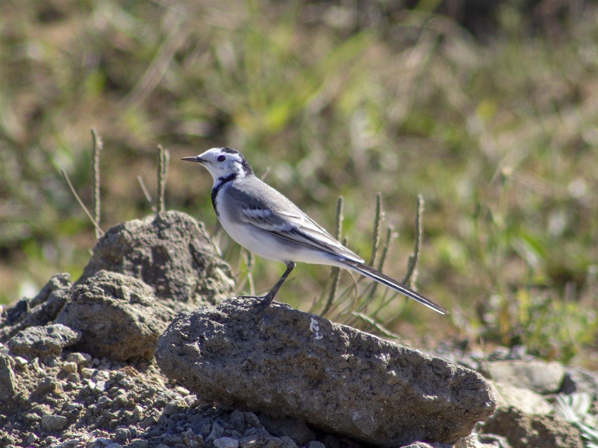 White Wagtail