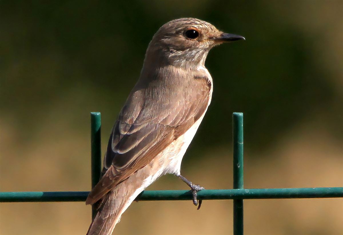 Spotted Flycatcher