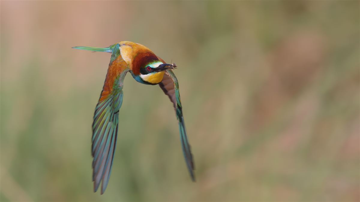 European Bee-eater