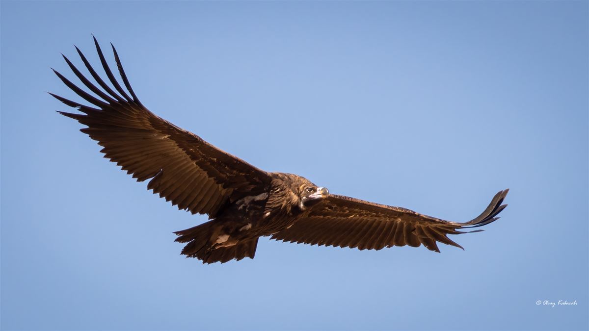 Cinereous Vulture