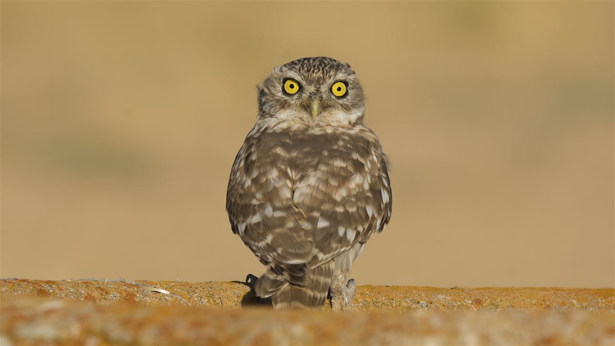 Little Owl