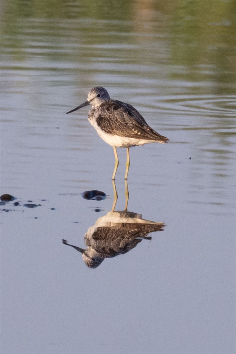 Common Greenshank