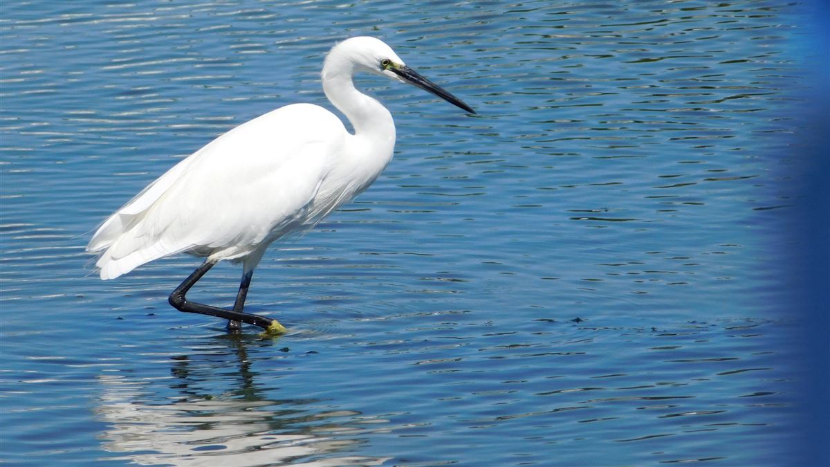 Little Egret
