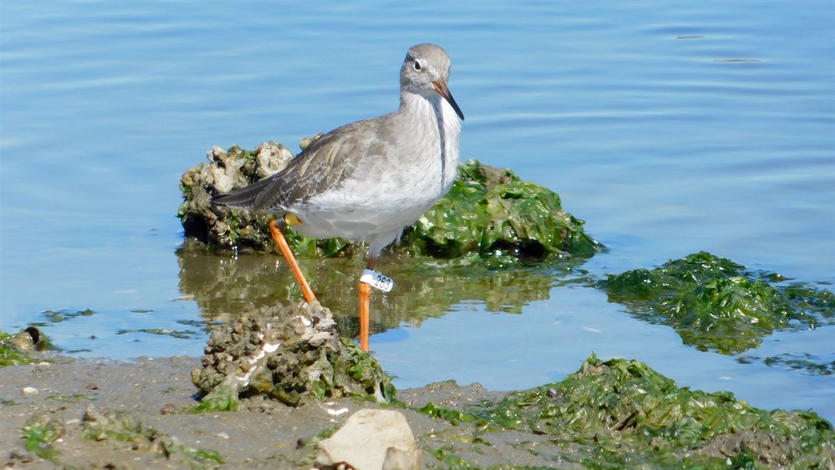 Common Redshank