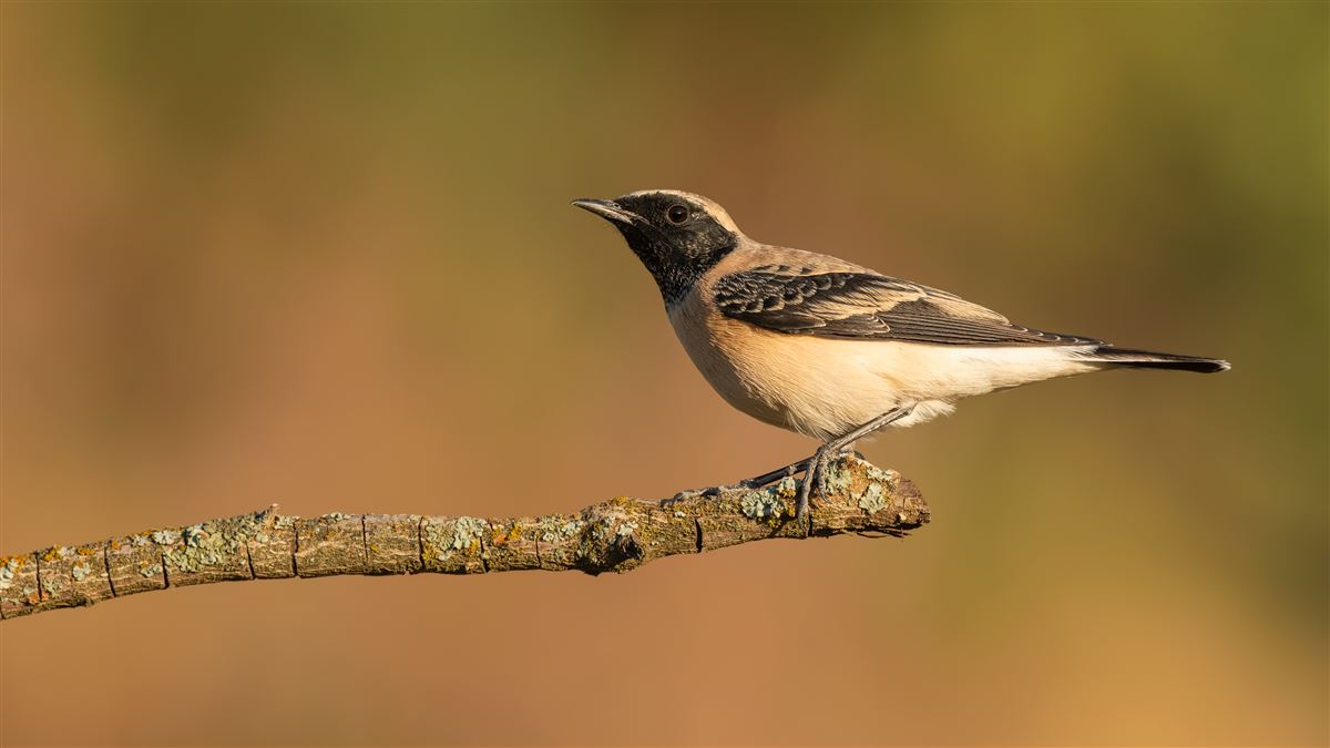 Black-eared Wheatear