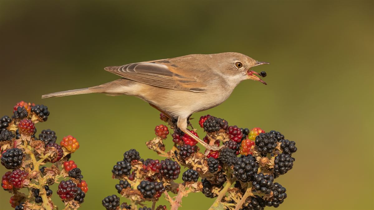 Common Whitethroat