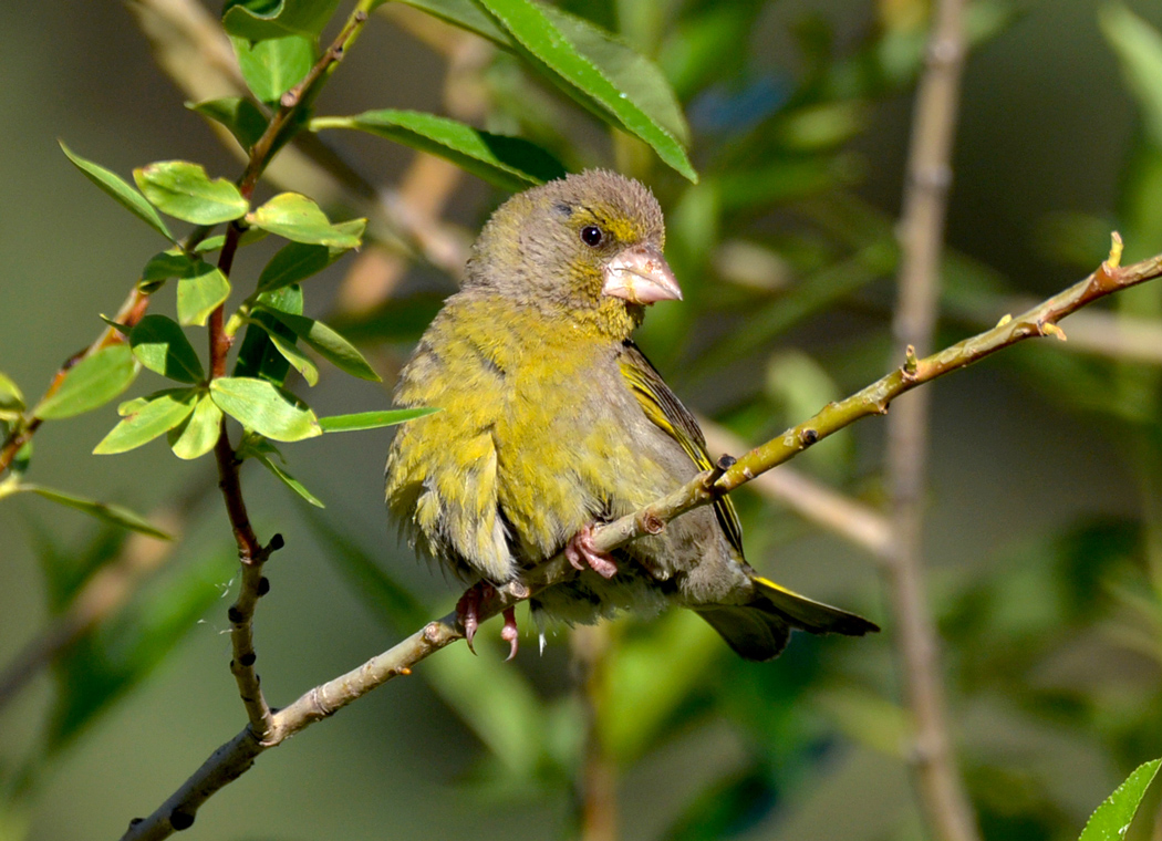 European Greenfinch