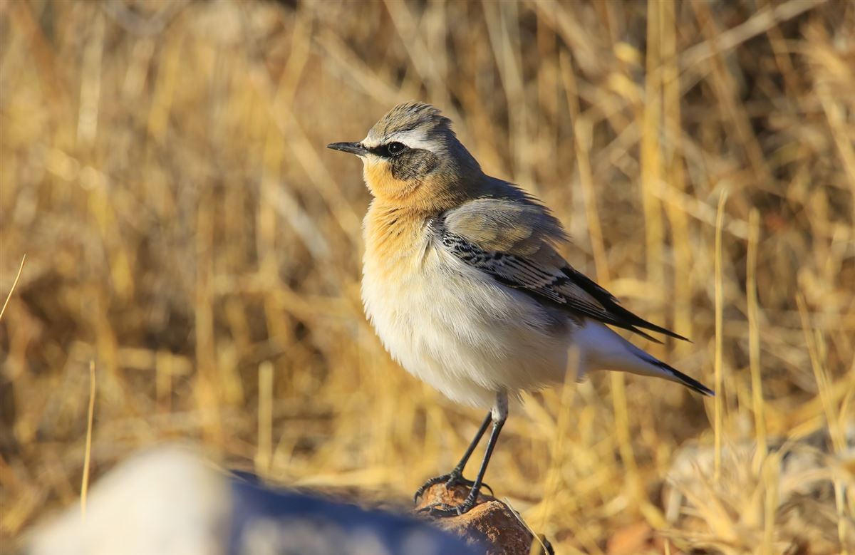 Northern Wheatear