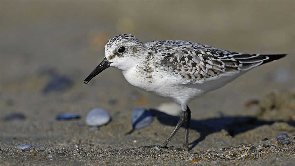 Sanderling