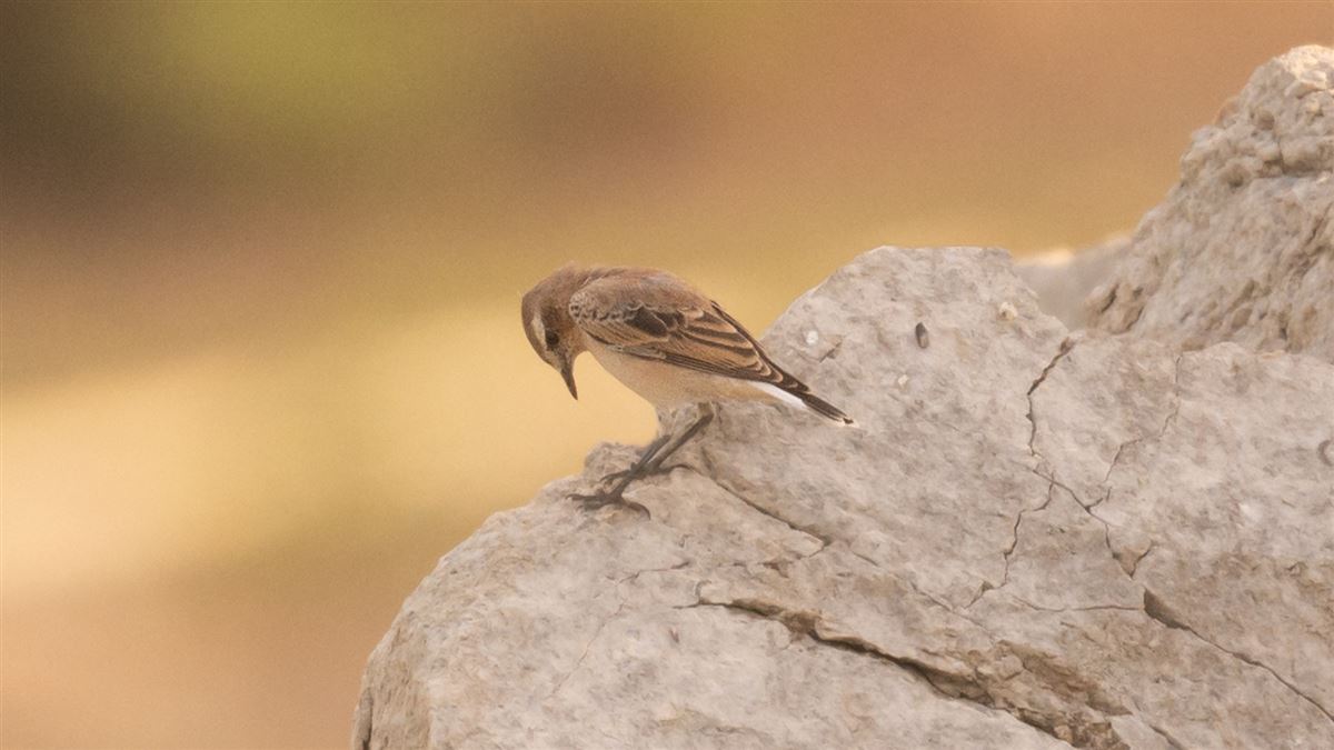 Northern Wheatear