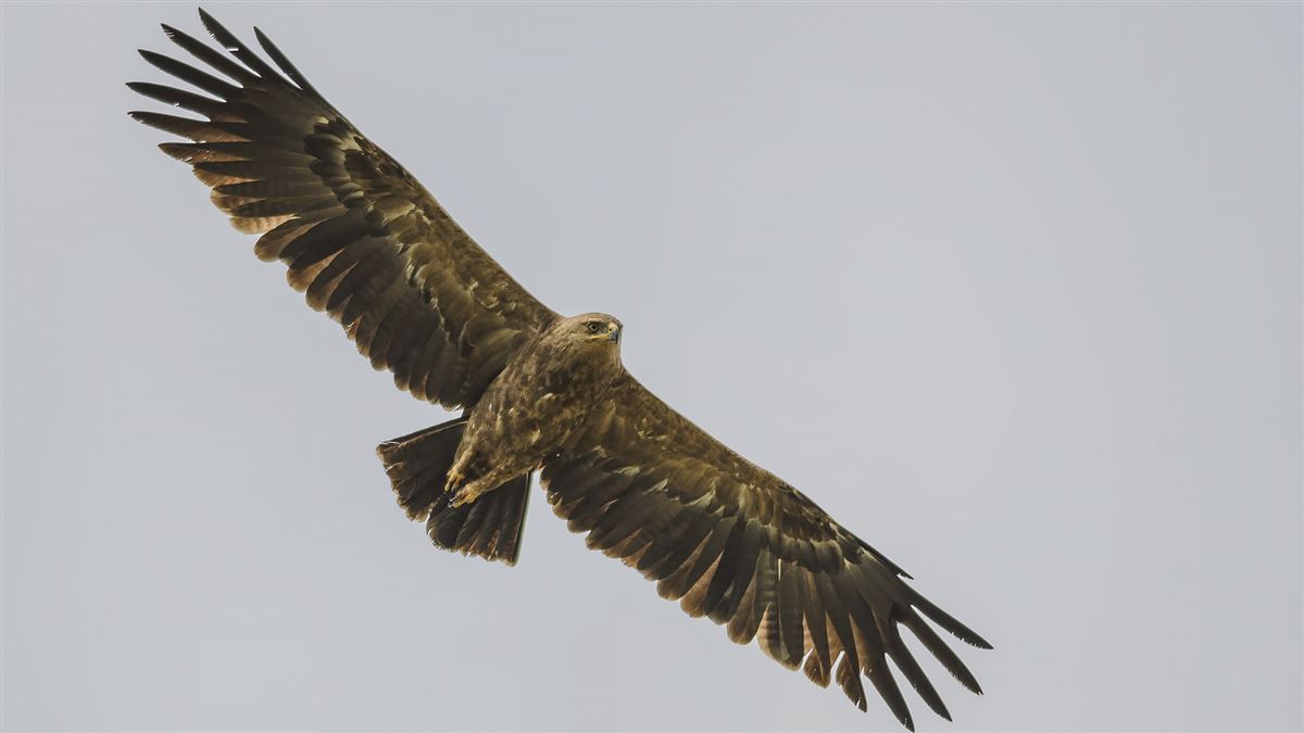 Lesser Spotted Eagle