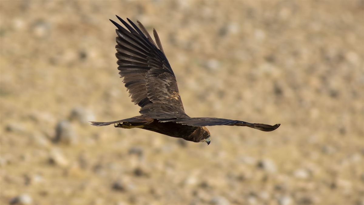 Western Marsh Harrier
