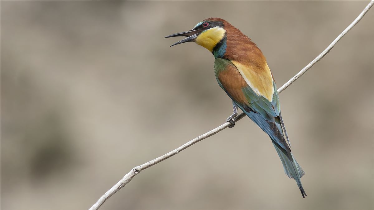 European Bee-eater