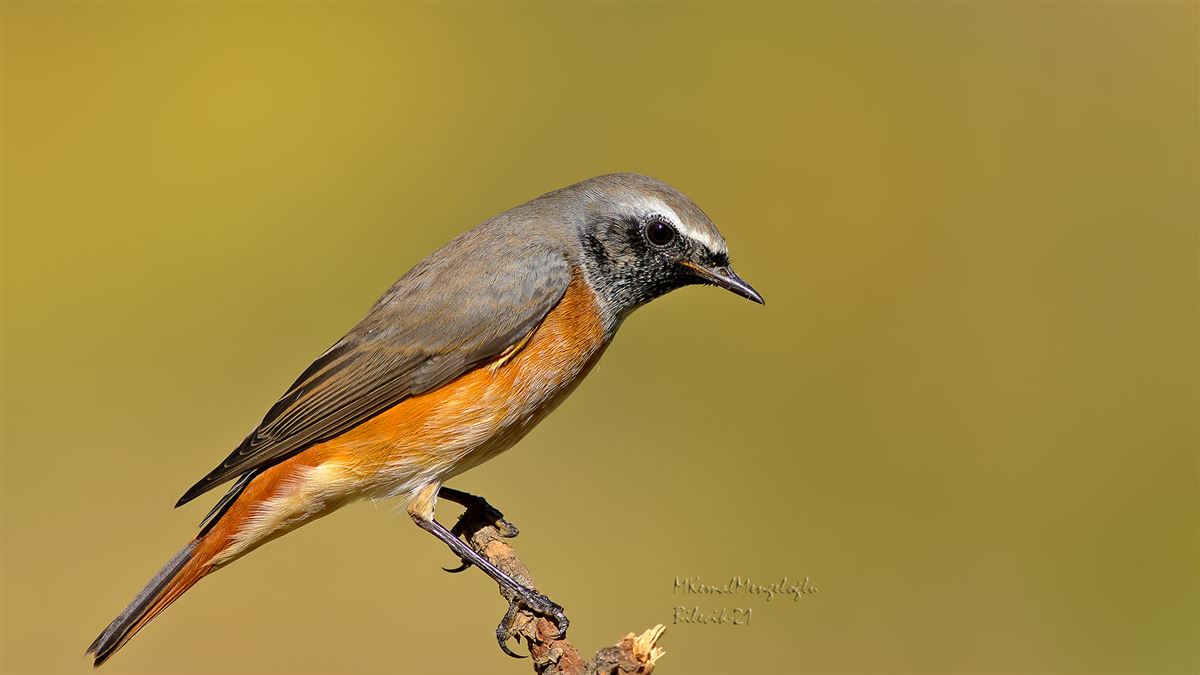Common Redstart