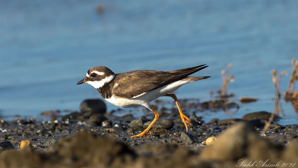 Common Ringed Plover