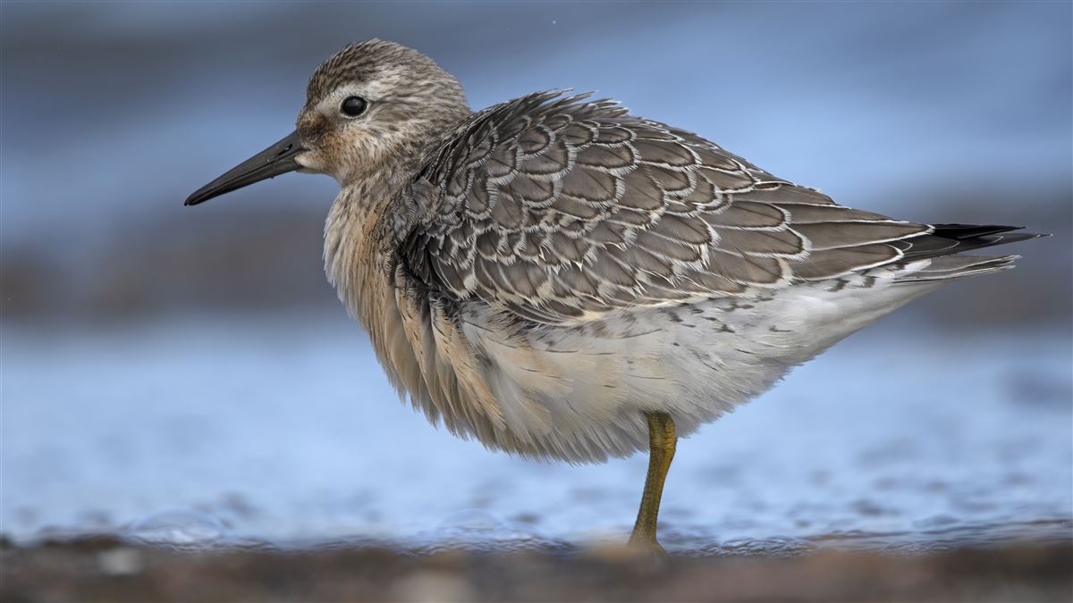 Red Knot