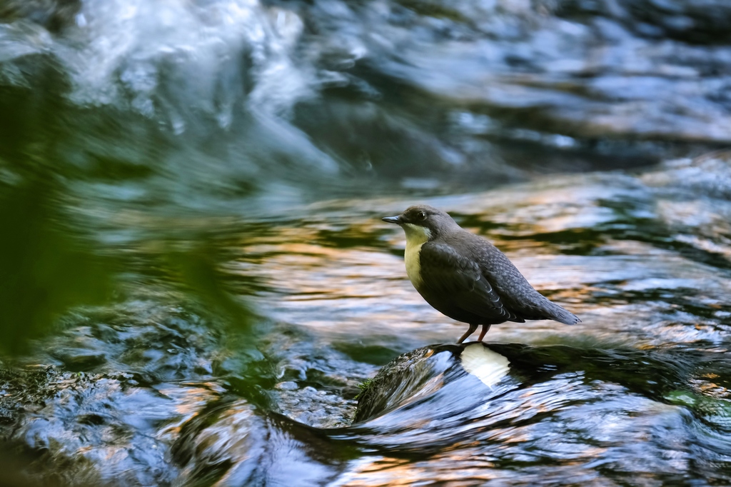 White-throated Dipper