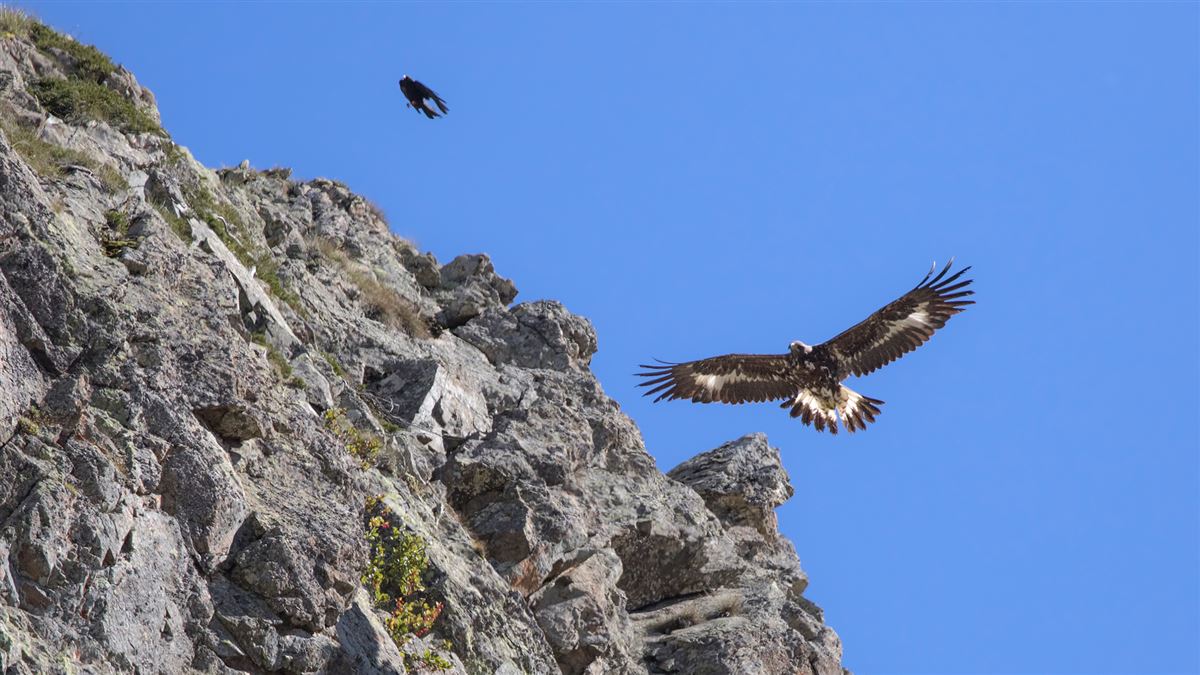 Golden Eagle