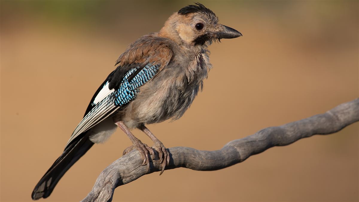 Eurasian Jay