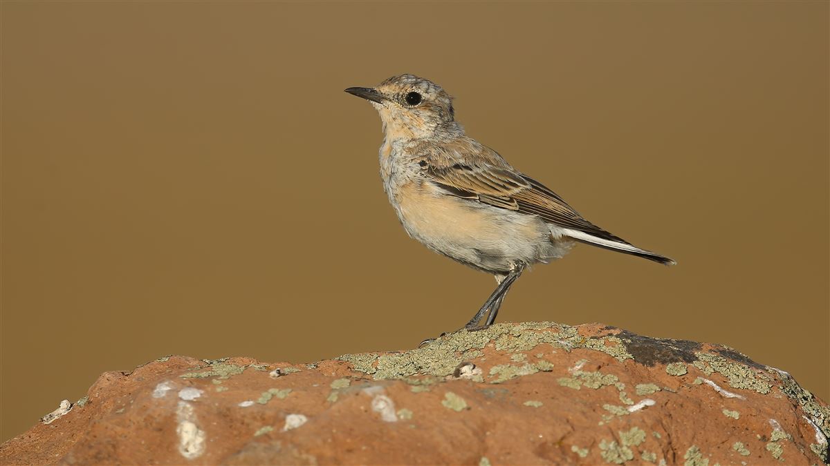 Northern Wheatear