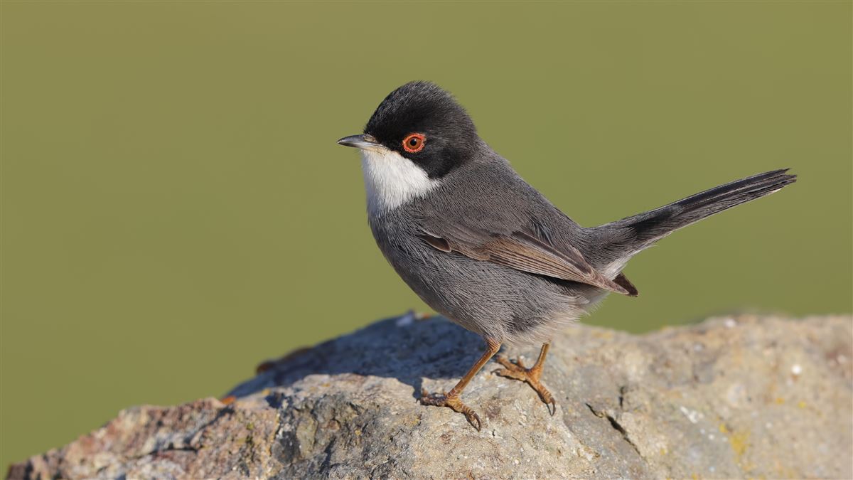 Sardinian Warbler
