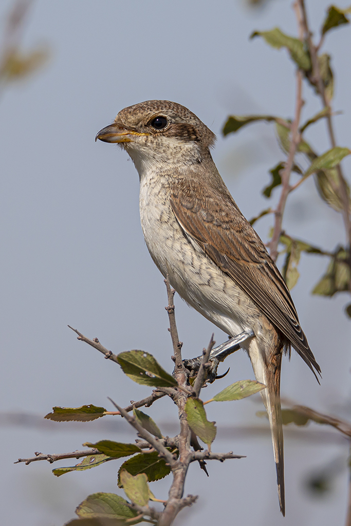 Red-backed Shrike