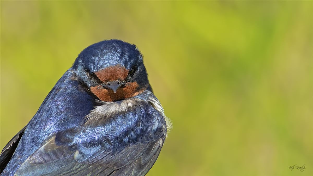 Barn Swallow