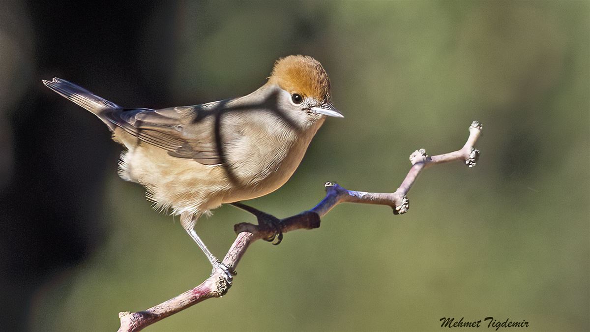 Eurasian Blackcap