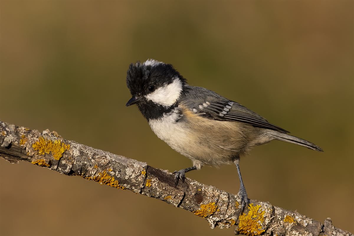 Coal Tit