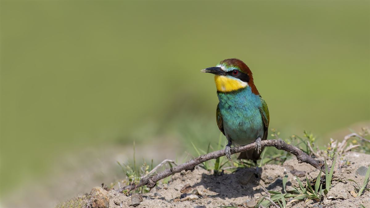 European Bee-eater
