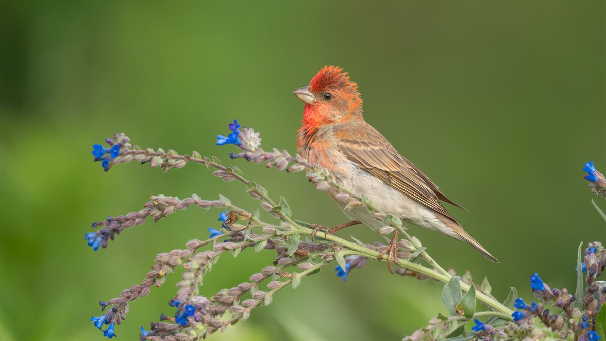 Common Rosefinch