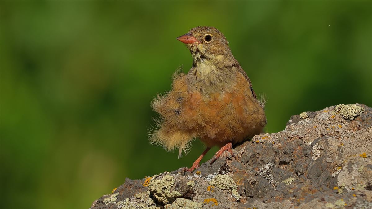 Ortolan Bunting