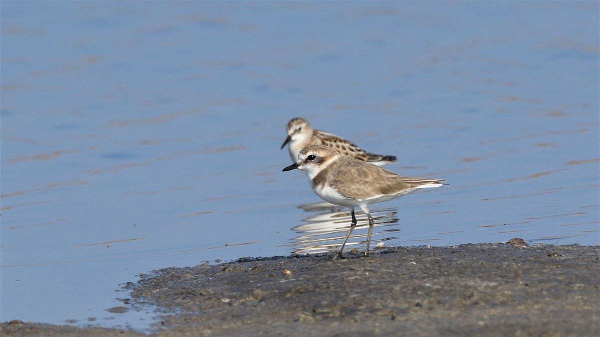 Kentish Plover