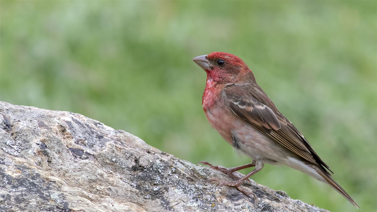 Common Rosefinch
