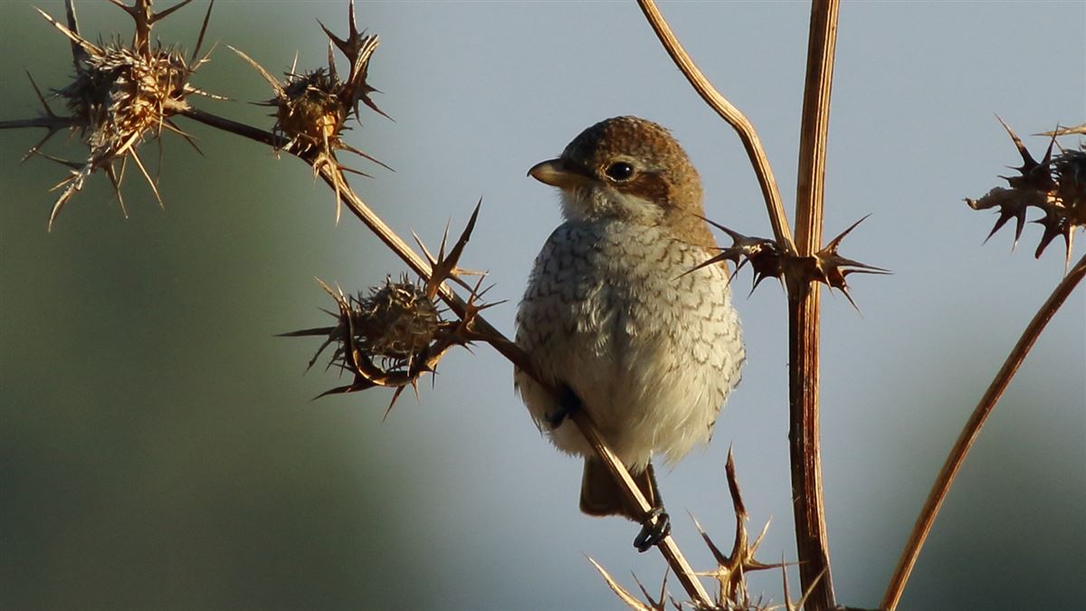 Red-backed Shrike