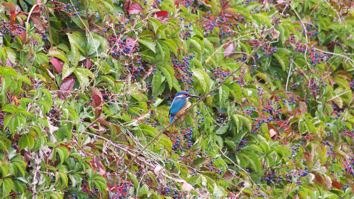Common Kingfisher