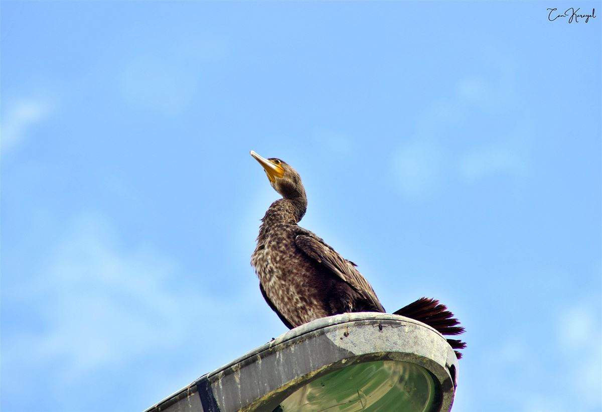 Great Cormorant