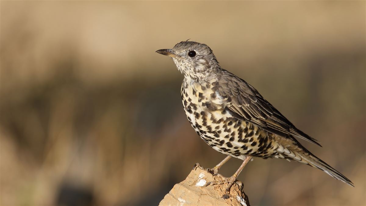 Mistle Thrush