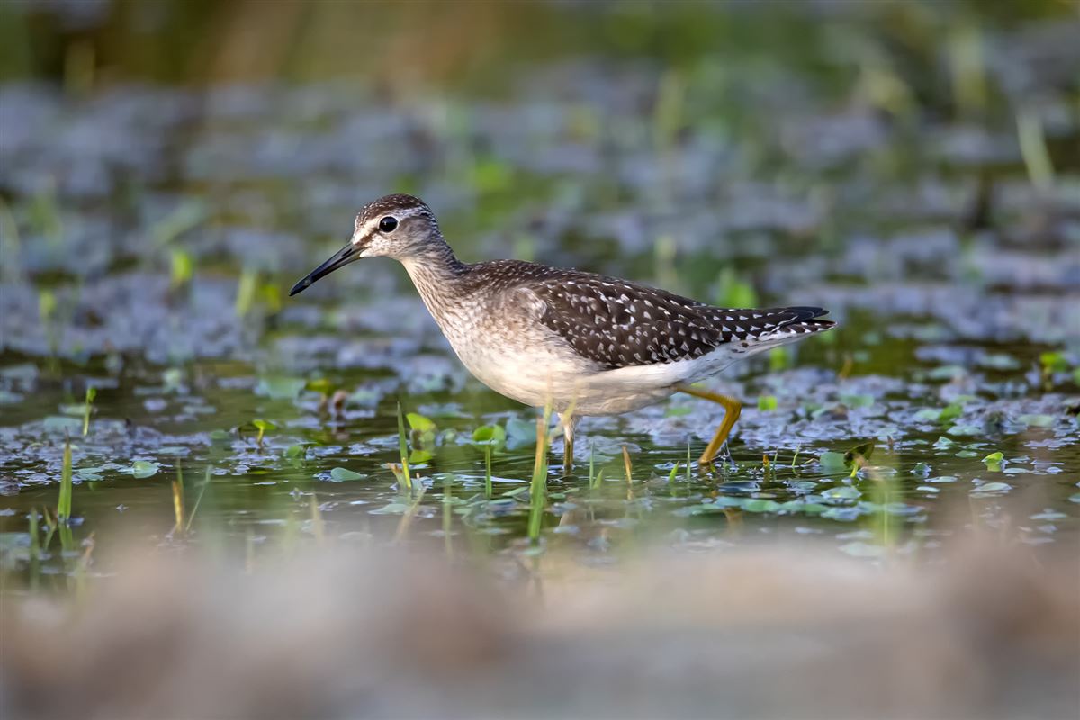 Wood Sandpiper